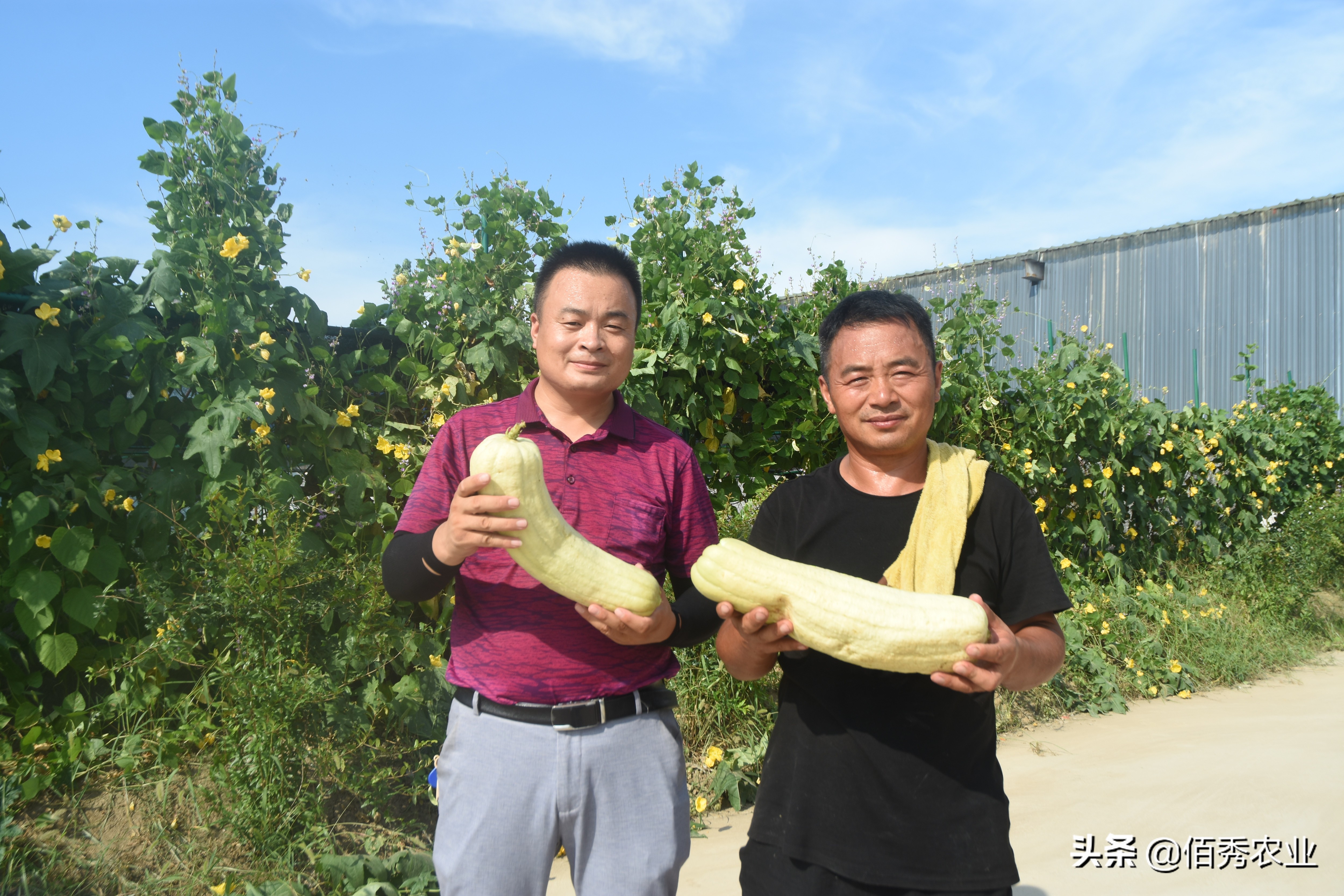 农作物种植什么赚钱（五大赚钱作物盘点）