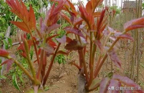 现在农村种植什么最赚钱（十大暴利种植行业）