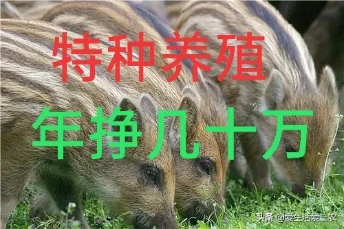 农村养殖什么致富（养殖业致富项目推荐）