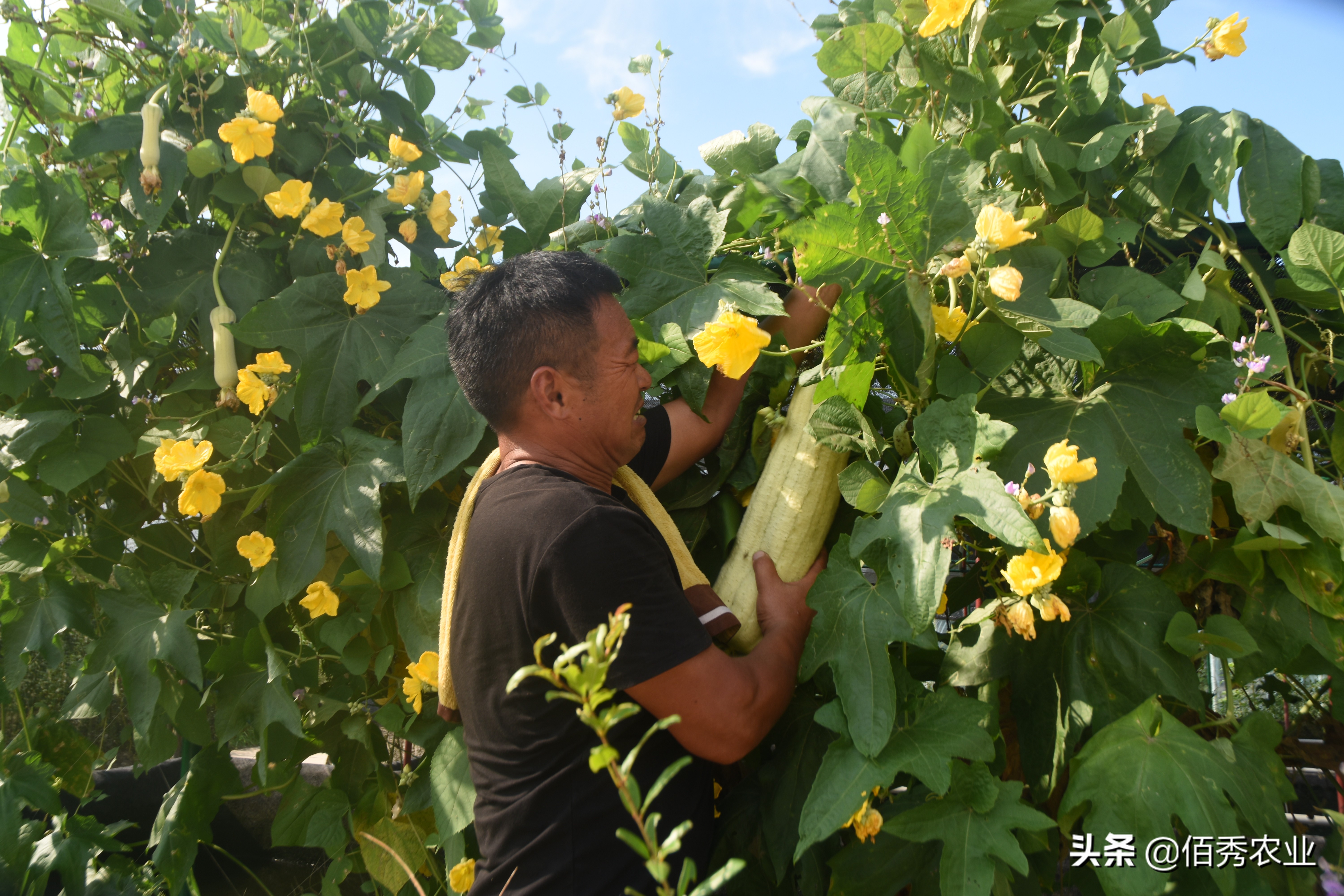 农作物种植什么赚钱（五大赚钱作物盘点）