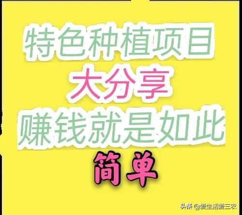 农村养什么致富快（适合农村最新养殖项目推荐）