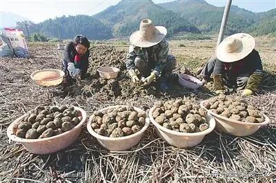 现在农村种植什么最赚钱（十大暴利种植行业）