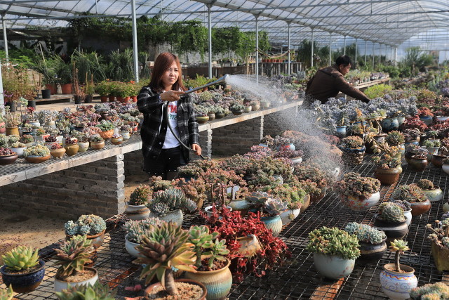 农村种植什么最赚钱（目前室内最赚钱的种植）