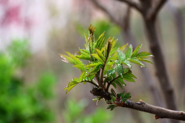 农村种植什么最赚钱（目前室内最赚钱的种植）