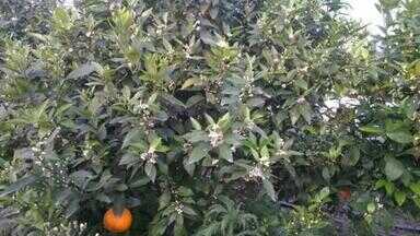 柑橘开春用什么肥料（柑橘春季施肥技术与时间）