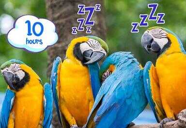 动物是怎么睡觉的（鸟一般几点睡觉）