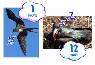 动物是怎么睡觉的（鸟一般几点睡觉）