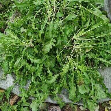 农村能吃的野菜100种（100种蔬菜名称和图片）