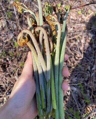 农村能吃的野菜100种（100种蔬菜名称和图片）