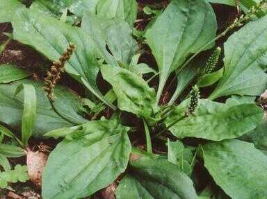 农村能吃的野菜100种（100种蔬菜名称和图片）