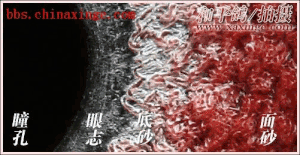 信鸽的眼睛有什么特点（不可留种的信鸽眼睛）