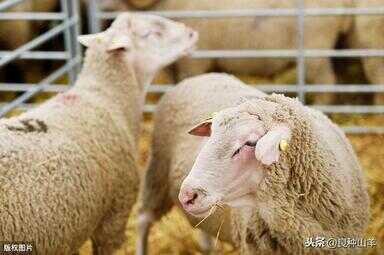 肉羊养殖的利润与成本（农村冷门暴利养殖）