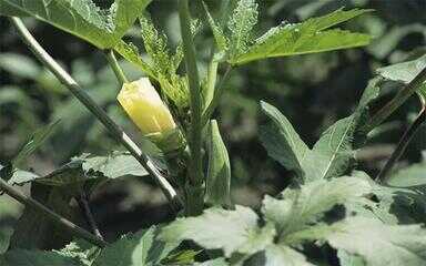 在农村种植什么赚钱快（田里种植什么最赚钱）