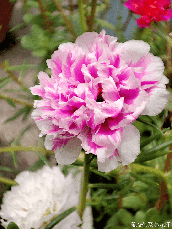 送给老师的鲜花什么最合适（送给老师的手工折纸鲜花教程）