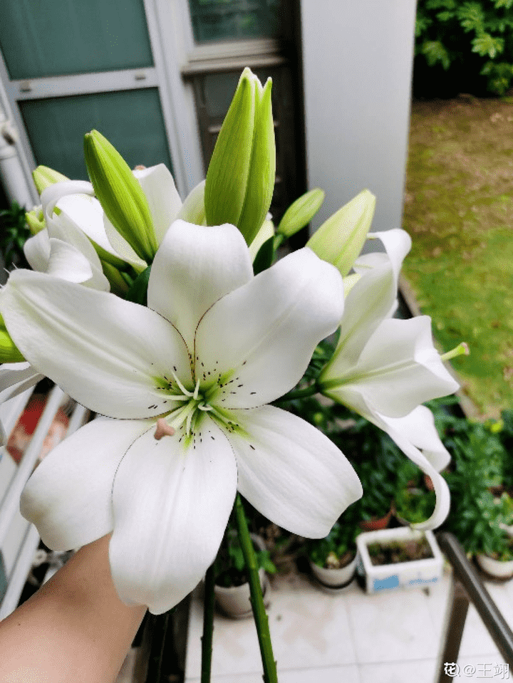 送给老师的鲜花什么最合适（送给老师的手工折纸鲜花教程）