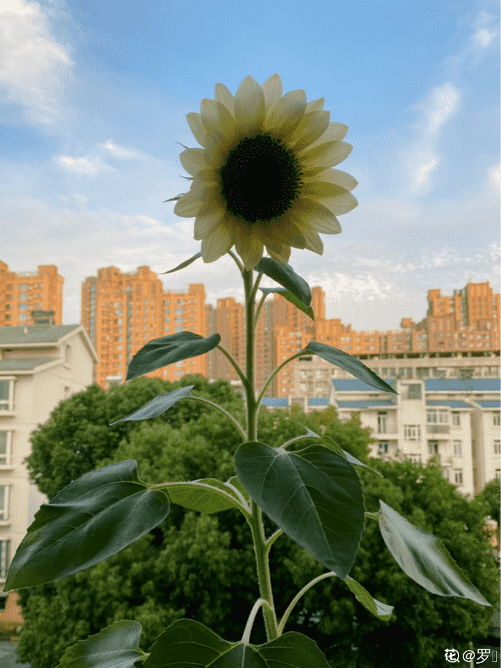 送男生什么花寓意好（象征男男爱情的花语）