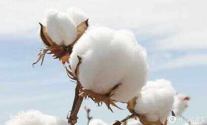针织棉是什么面料（针织面料是聚酯纤维吗）