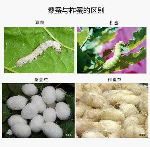 真丝面料有哪些种类（桑蚕丝面料的种类图）