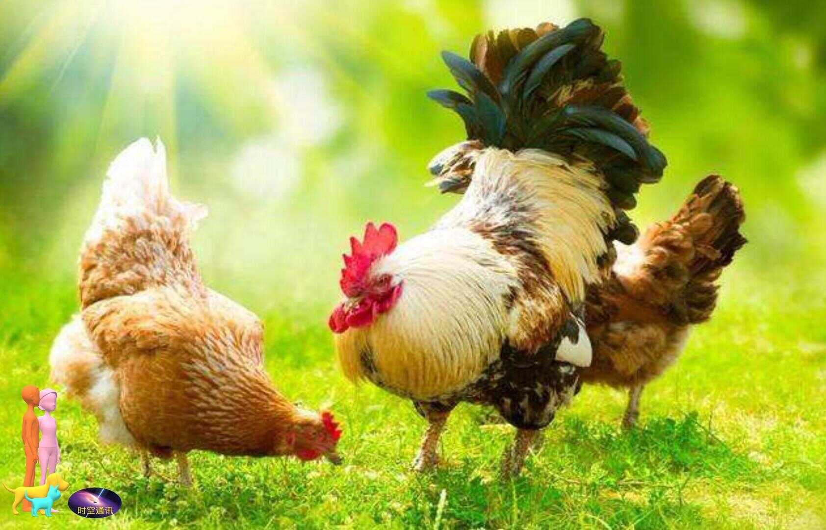 鸡属于什么动物（鸡属于动物类吗）
