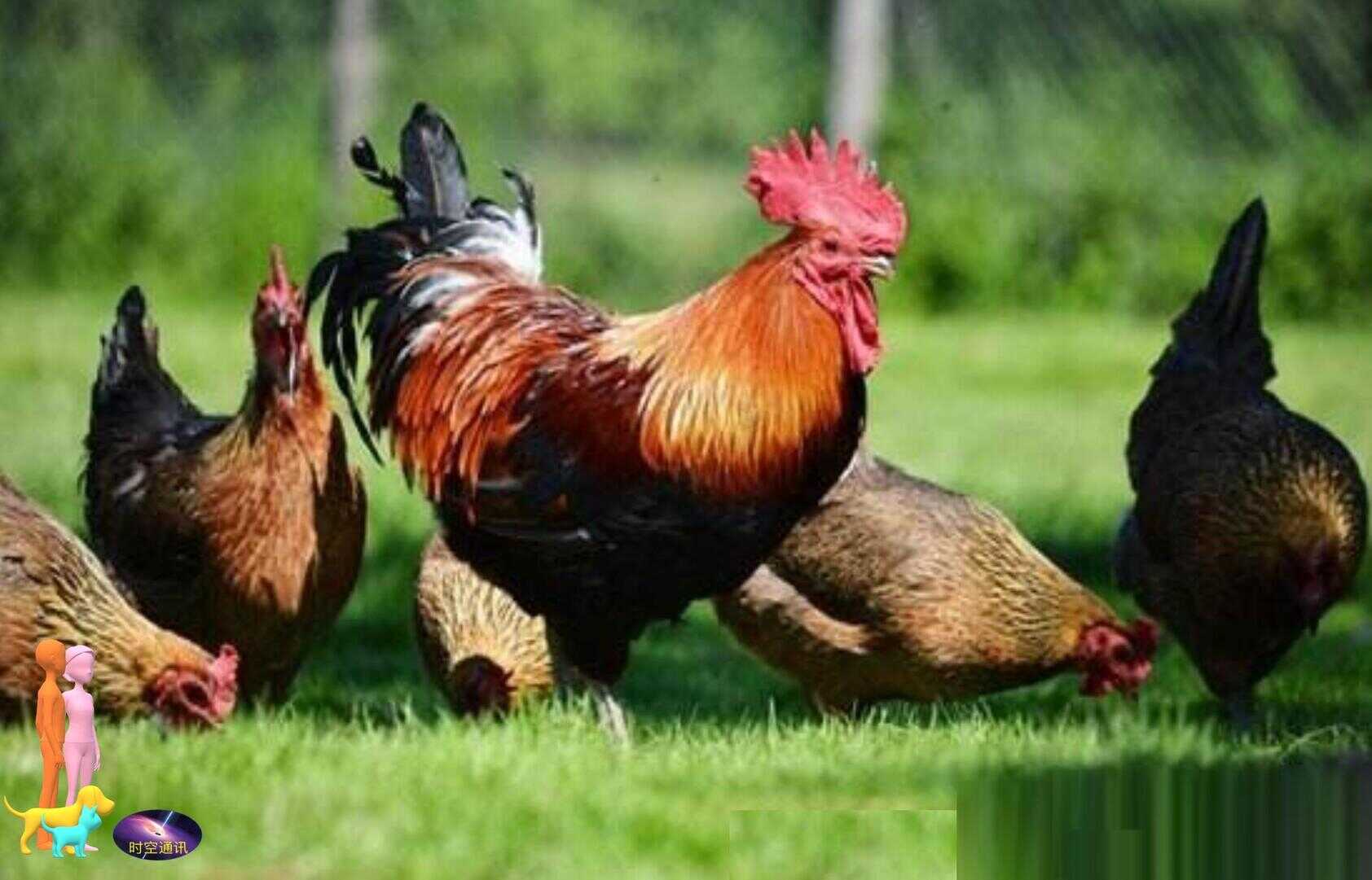鸡属于什么动物（鸡属于动物类吗）