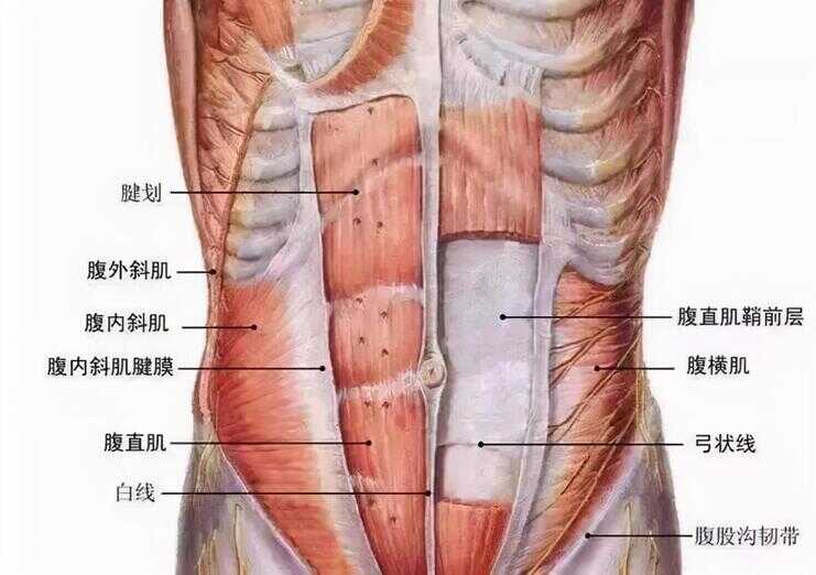 人鱼线（女性人鱼线是什么）