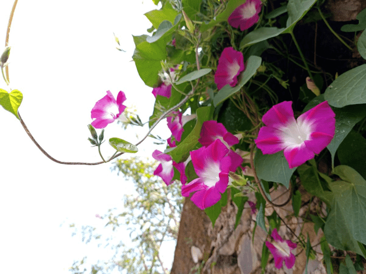 牵牛花是什么颜色（植物大战僵尸里面的喇叭花怎么画）