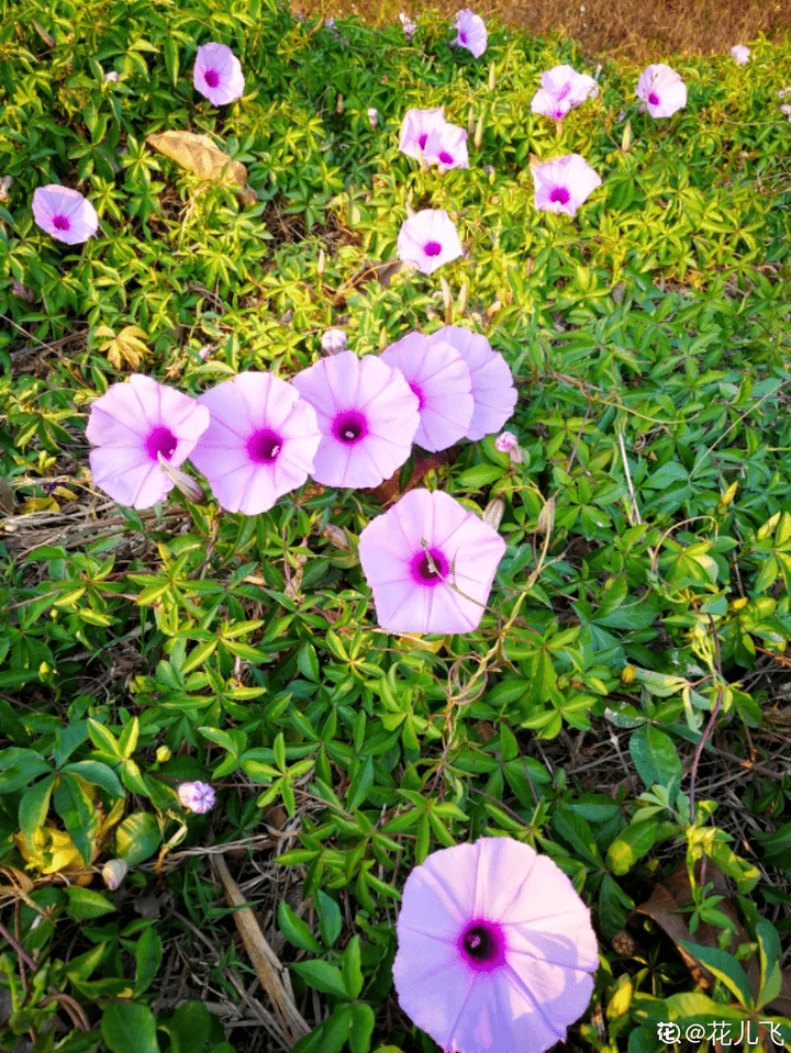 牵牛花是什么颜色（植物大战僵尸里面的喇叭花怎么画）