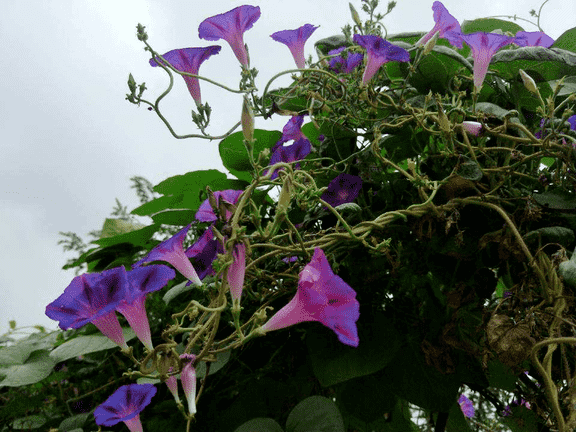 牵牛花是什么颜色（植物大战僵尸里面的喇叭花怎么画）