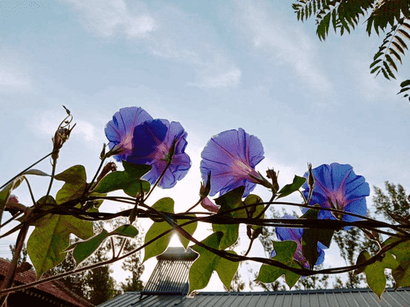 牵牛花是什么颜色（植物大战僵尸里面的喇叭花怎么画）