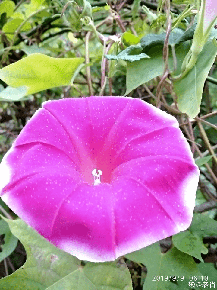 牵牛花是什么颜色（植物大战僵尸里面的喇叭花怎么画）