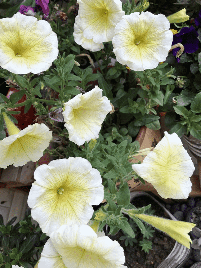 牵牛花是什么颜色（植物大战僵尸里面的喇叭花怎么画）