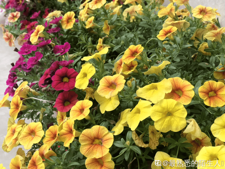 牵牛花是什么颜色（植物大战僵尸里面的喇叭花怎么画）