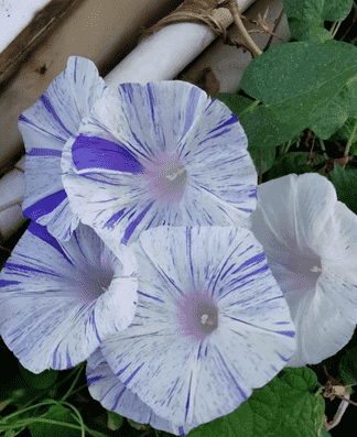 牵牛花是什么颜色（植物大战僵尸里面的喇叭花怎么画）