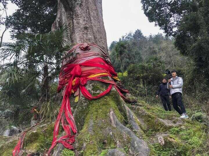 一棵金丝楠木能卖到上亿！树苗一株才10元左右，为啥却没人肯种？