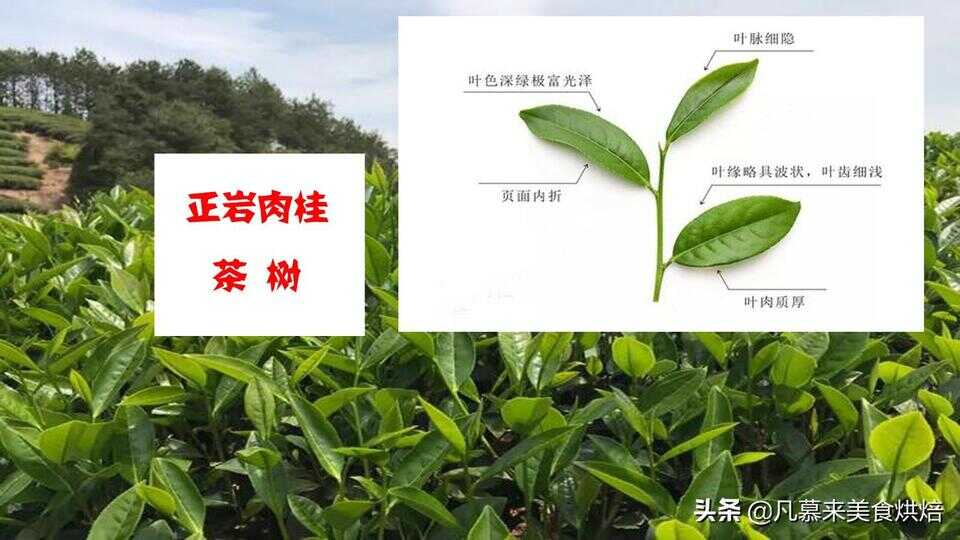 肉桂茶属于什么茶（肉桂茶是不是很贵）