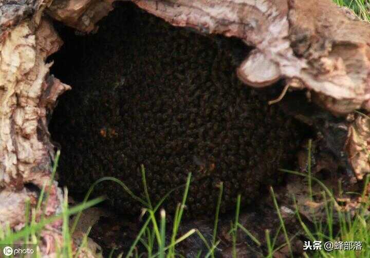 蜂巢是什么形状（蜂窝是什么材料做的）