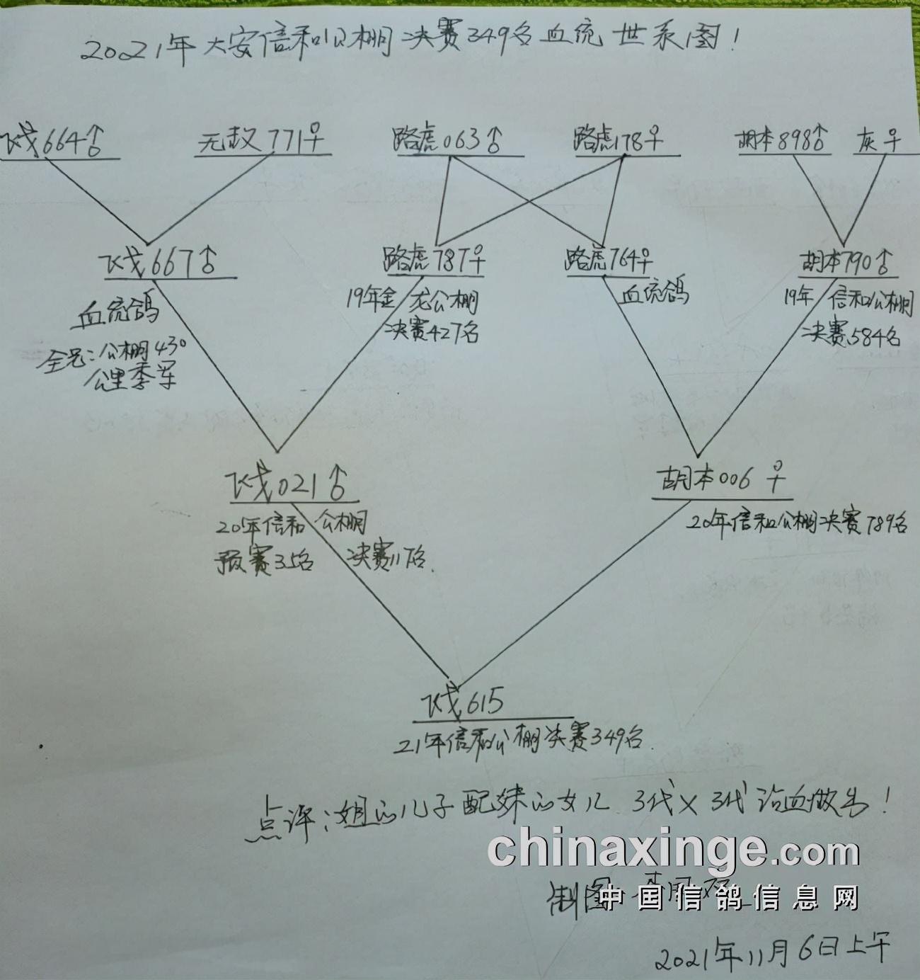 中国信鸽网各地公棚信息（中国信鸽信息网各地公棚直播）