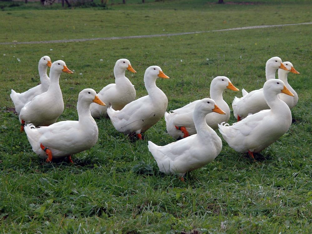 duck（b.duck官网）