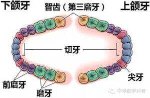 智齿是长在哪个位置（长智齿的症状有哪些）