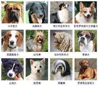 狗狗品种大全及图片（100多种名犬排行图片）