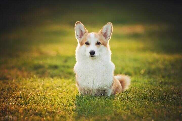 柯基犬价格大概多少钱一只（柯基犬的特点）