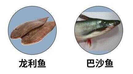 龙利鱼和巴沙鱼是一种鱼吗（龙利鱼鱼的营养价值及功效与作用）