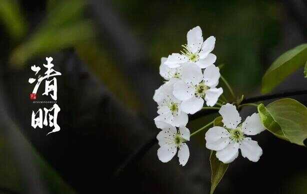 最有名的清明节古诗（小学必背清明节古诗）