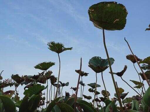 江门一日游（广州玩的地方有哪些地方）