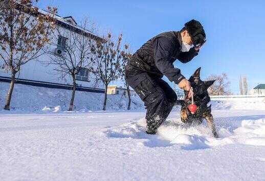 犬（100种狗狗）