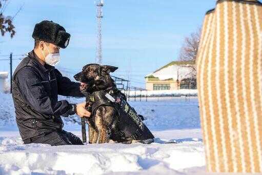 犬（100种狗狗）