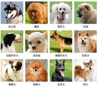 狗狗品种大全（72种名犬小型犬）