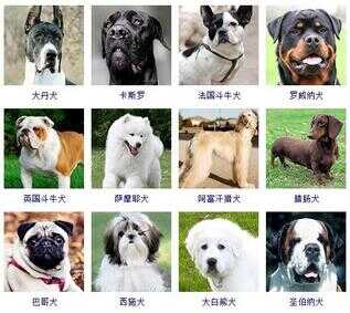 狗狗品种大全（72种名犬小型犬）