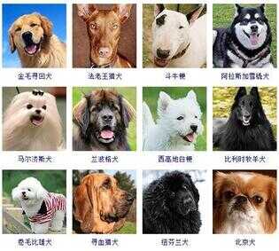 狗狗品种大全（72种名犬小型犬）