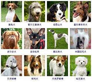 狗狗品种大全（72种名犬小型犬）